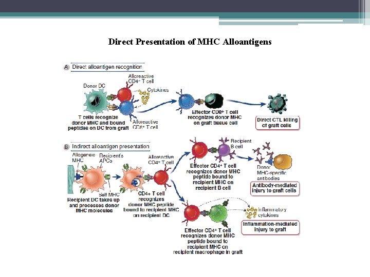 Direct Presentation of MHC Alloantigens 