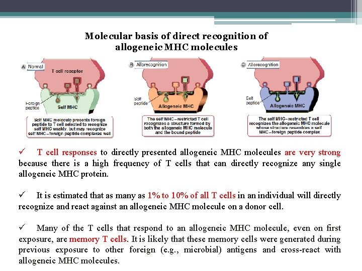 Molecular basis of direct recognition of allogeneic MHC molecules ü T cell responses to