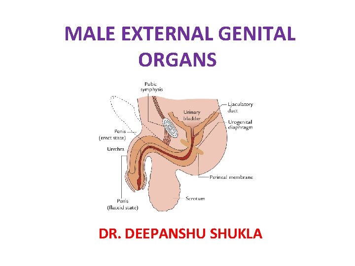 MALE EXTERNAL GENITAL ORGANS DR. DEEPANSHU SHUKLA MALE EXTERNAL GENITAL ORGANS DR. DEEPANSHU SHUKLA