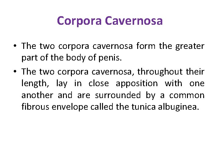 Corpora Cavernosa • The two corpora cavernosa form the greater part of the body Corpora Cavernosa • The two corpora cavernosa form the greater part of the body