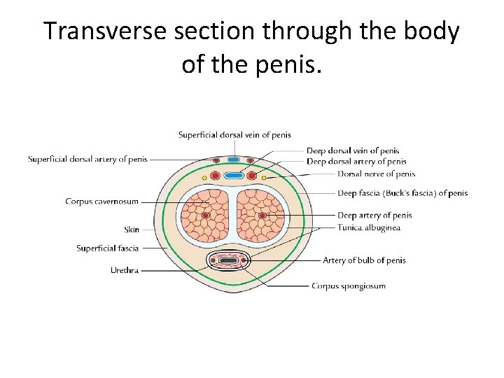 Transverse section through the body of the penis. Transverse section through the body of the penis.