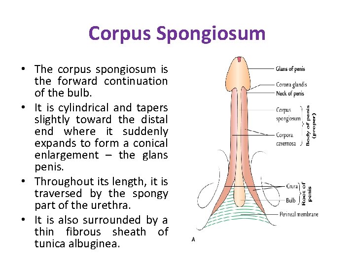 Corpus Spongiosum • The corpus spongiosum is the forward continuation of the bulb. • Corpus Spongiosum • The corpus spongiosum is the forward continuation of the bulb. •