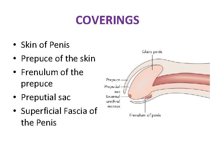 COVERINGS • Skin of Penis • Prepuce of the skin • Frenulum of the COVERINGS • Skin of Penis • Prepuce of the skin • Frenulum of the