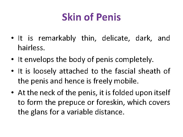 Skin of Penis • It is remarkably thin, delicate, dark, and hairless. • It Skin of Penis • It is remarkably thin, delicate, dark, and hairless. • It