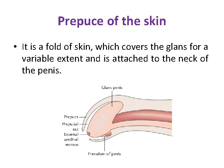 Prepuce of the skin • It is a fold of skin, which covers the Prepuce of the skin • It is a fold of skin, which covers the