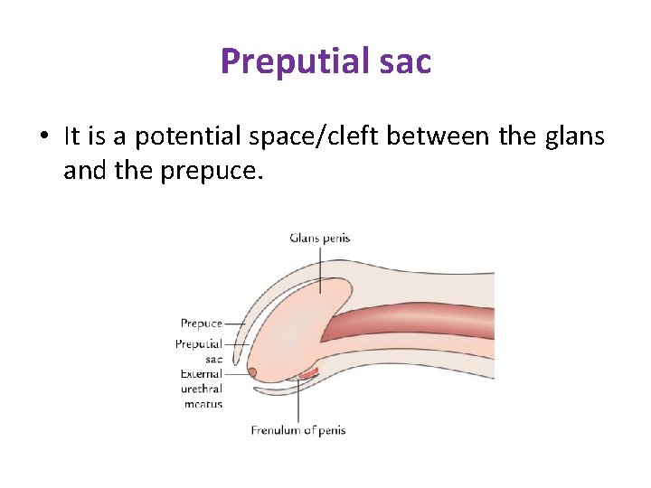 Preputial sac • It is a potential space/cleft between the glans and the prepuce. Preputial sac • It is a potential space/cleft between the glans and the prepuce.