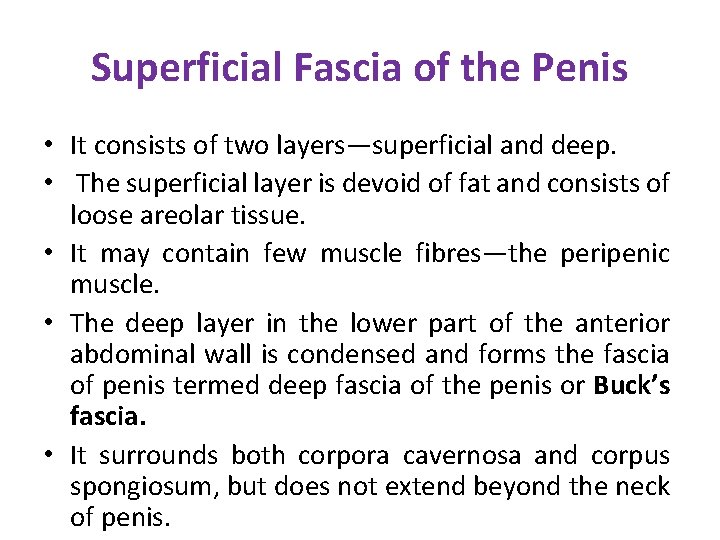 Superficial Fascia of the Penis • It consists of two layers—superficial and deep. • Superficial Fascia of the Penis • It consists of two layers—superficial and deep. •