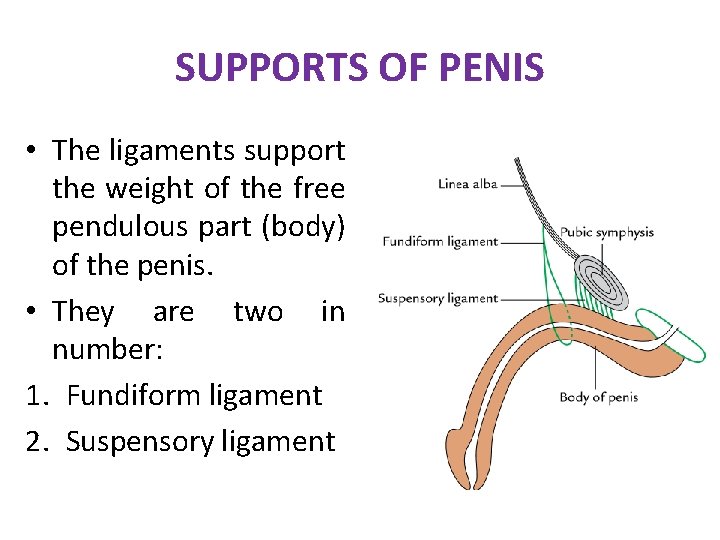 SUPPORTS OF PENIS • The ligaments support the weight of the free pendulous part SUPPORTS OF PENIS • The ligaments support the weight of the free pendulous part