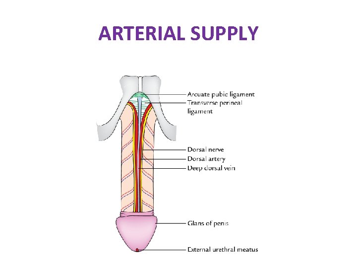 ARTERIAL SUPPLY ARTERIAL SUPPLY