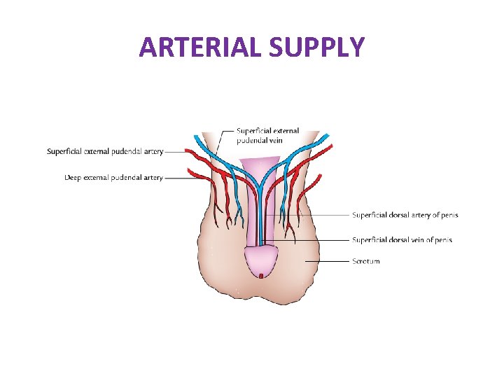 ARTERIAL SUPPLY ARTERIAL SUPPLY