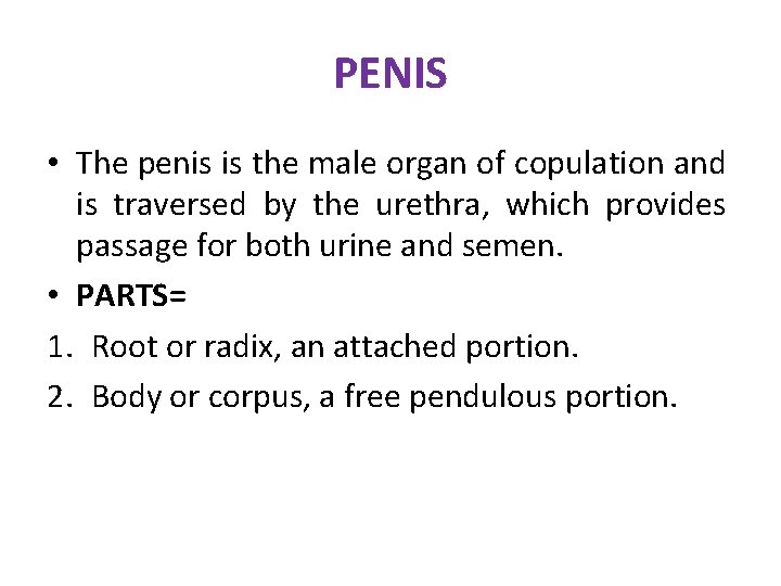 PENIS • The penis is the male organ of copulation and is traversed by PENIS • The penis is the male organ of copulation and is traversed by