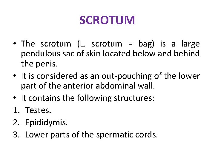 SCROTUM • The scrotum (L. scrotum = bag) is a large pendulous sac of SCROTUM • The scrotum (L. scrotum = bag) is a large pendulous sac of