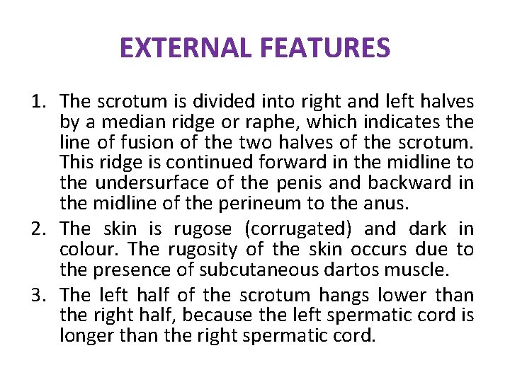 EXTERNAL FEATURES 1. The scrotum is divided into right and left halves by a EXTERNAL FEATURES 1. The scrotum is divided into right and left halves by a