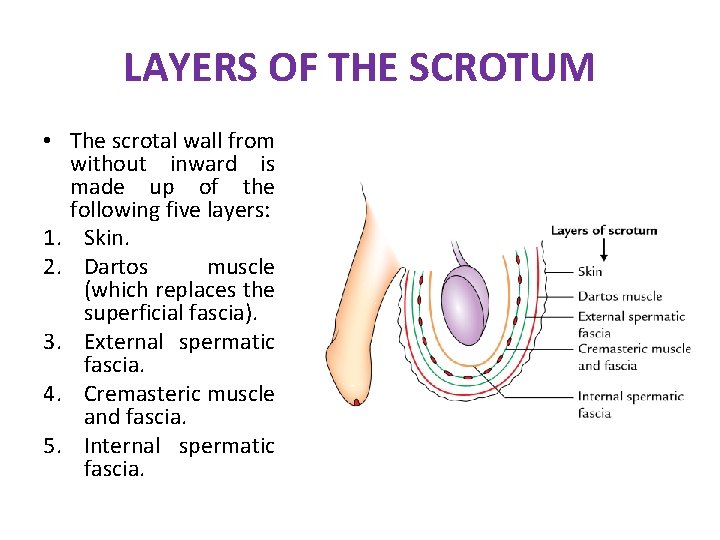 LAYERS OF THE SCROTUM • The scrotal wall from without inward is made up LAYERS OF THE SCROTUM • The scrotal wall from without inward is made up