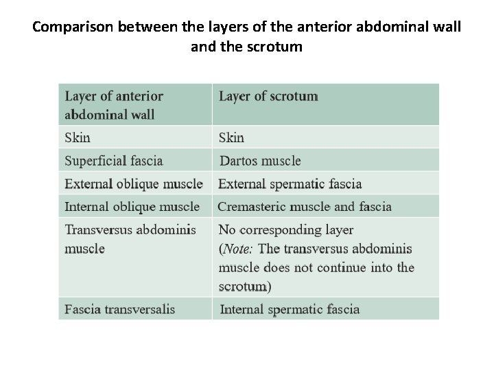 Comparison between the layers of the anterior abdominal wall and the scrotum Comparison between the layers of the anterior abdominal wall and the scrotum