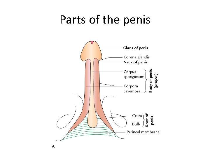 Parts of the penis Parts of the penis
