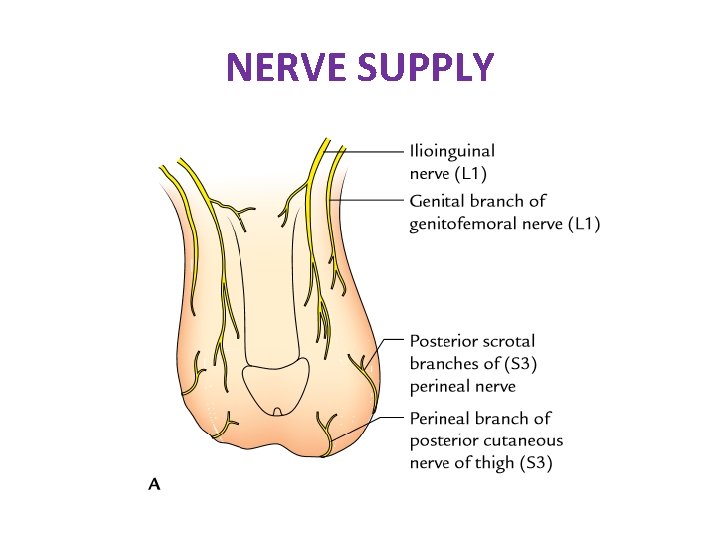 NERVE SUPPLY NERVE SUPPLY