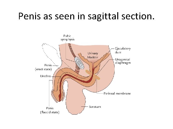 Penis as seen in sagittal section. Penis as seen in sagittal section.