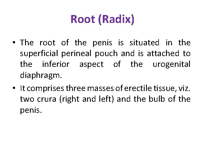 Root (Radix) • The root of the penis is situated in the superficial perineal Root (Radix) • The root of the penis is situated in the superficial perineal