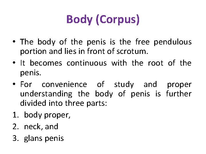 Body (Corpus) • The body of the penis is the free pendulous portion and Body (Corpus) • The body of the penis is the free pendulous portion and