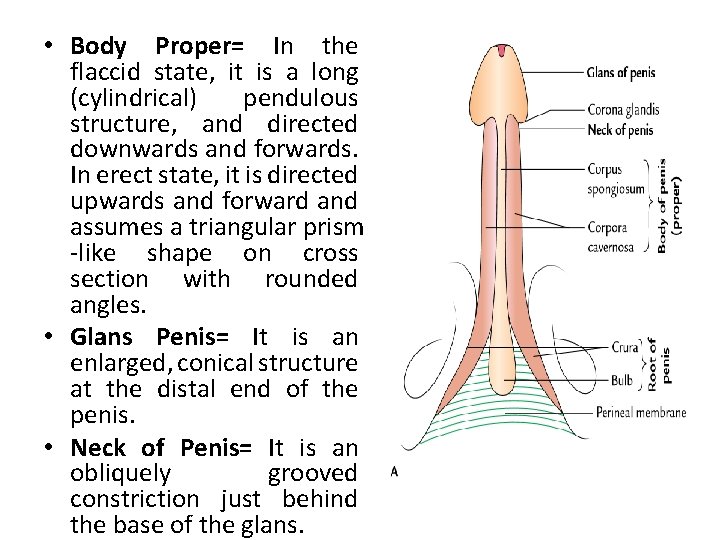 • Body Proper= In the flaccid state, it is a long (cylindrical) pendulous • Body Proper= In the flaccid state, it is a long (cylindrical) pendulous