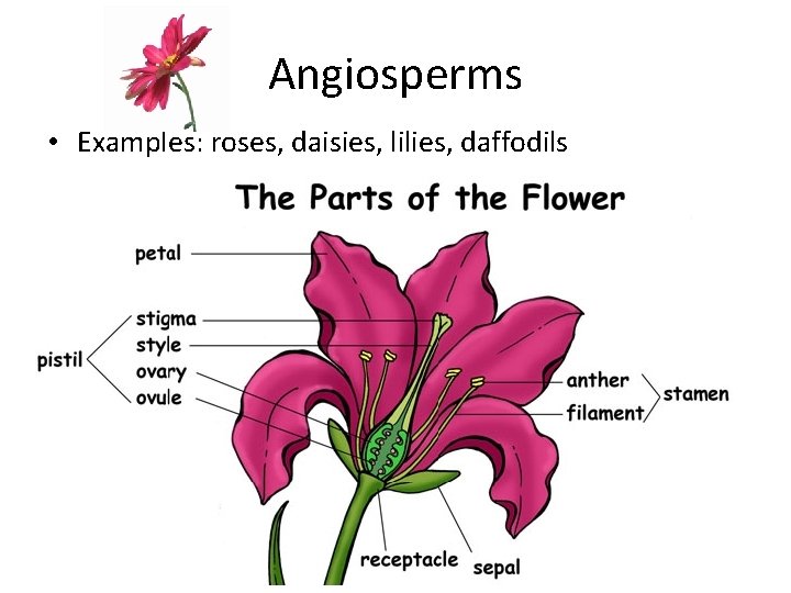 Angiosperms • Examples: roses, daisies, lilies, daffodils 