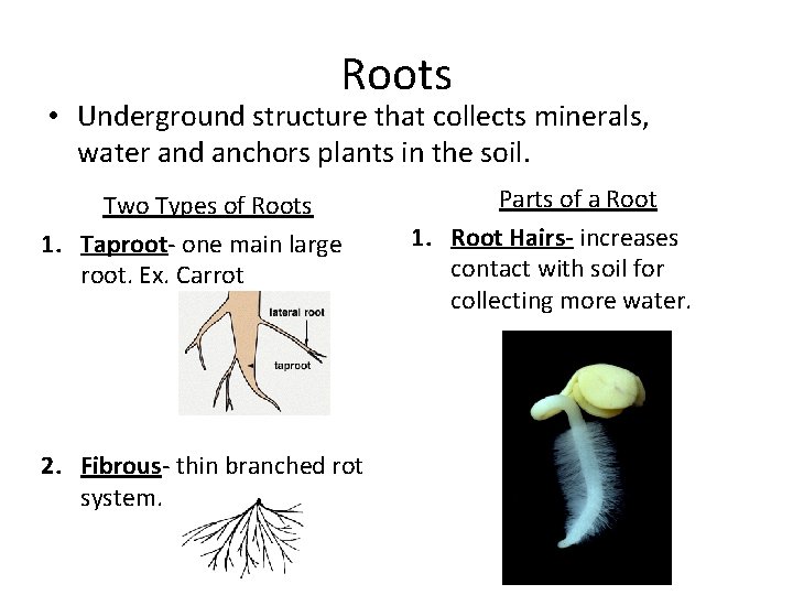 Roots • Underground structure that collects minerals, water and anchors plants in the soil.