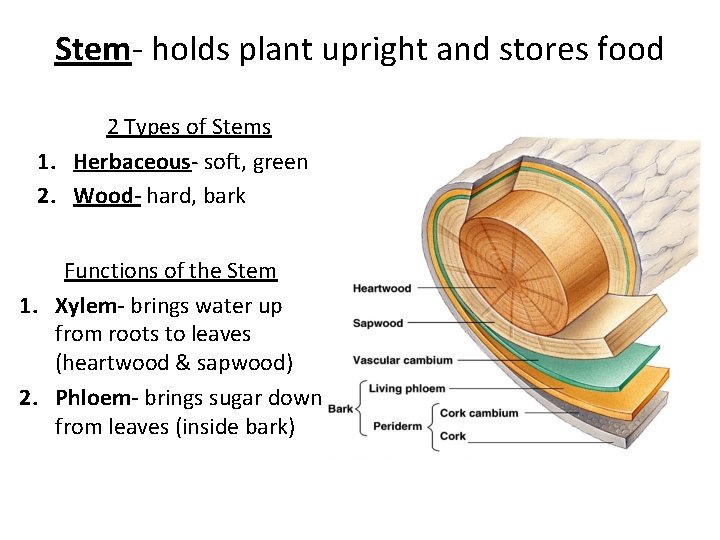 Stem- holds plant upright and stores food 2 Types of Stems 1. Herbaceous- soft,