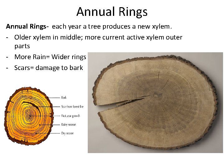 Annual Rings- each year a tree produces a new xylem. - Older xylem in