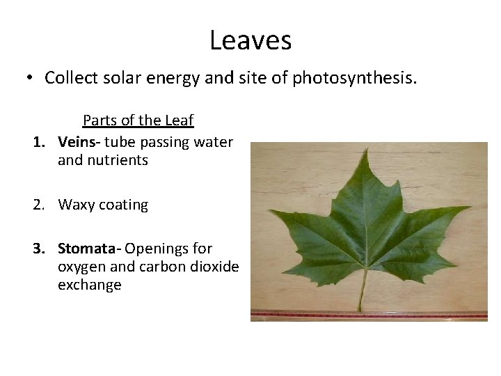 Leaves • Collect solar energy and site of photosynthesis. Parts of the Leaf 1.