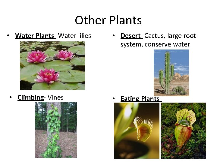 Other Plants • Water Plants- Water lilies • Climbing- Vines • Desert- Cactus, large