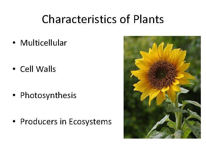 Characteristics of Plants • Multicellular • Cell Walls • Photosynthesis • Producers in Ecosystems
