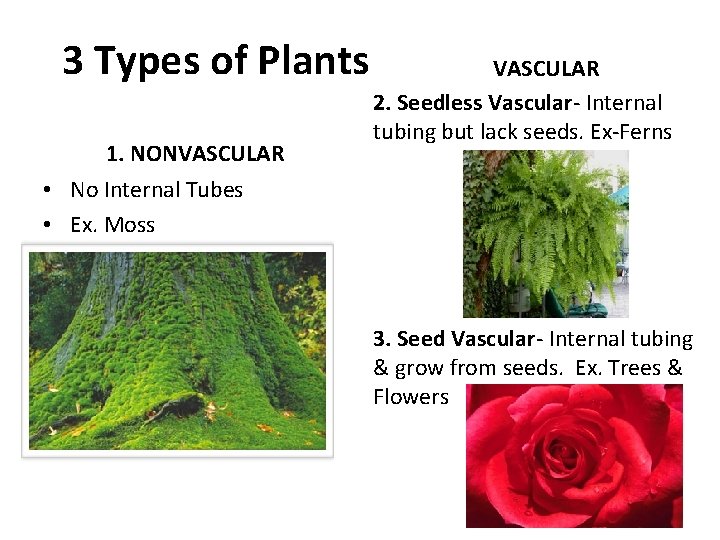 3 Types of Plants 1. NONVASCULAR 2. Seedless Vascular- Internal tubing but lack seeds.