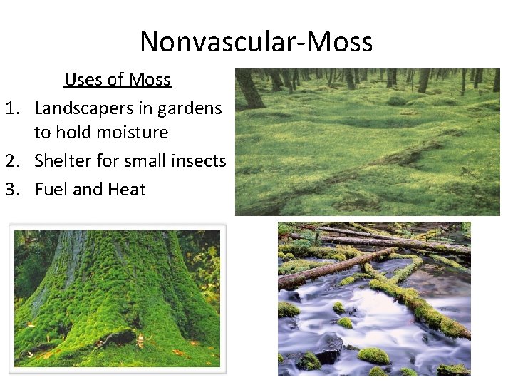 Nonvascular-Moss Uses of Moss 1. Landscapers in gardens to hold moisture 2. Shelter for