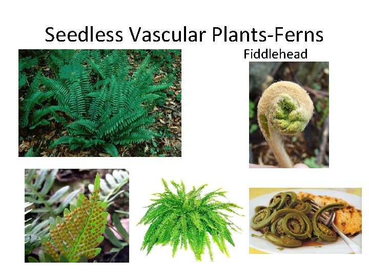 Seedless Vascular Plants-Ferns Fiddlehead 
