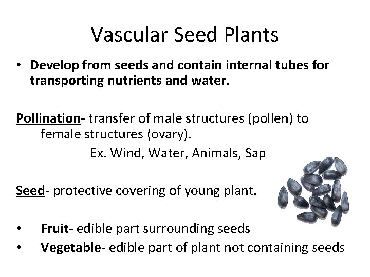 Vascular Seed Plants • Develop from seeds and contain internal tubes for transporting nutrients