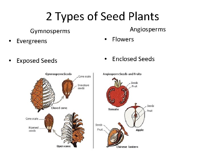 2 Types of Seed Plants Gymnosperms • Evergreens Angiosperms • Flowers • Exposed Seeds