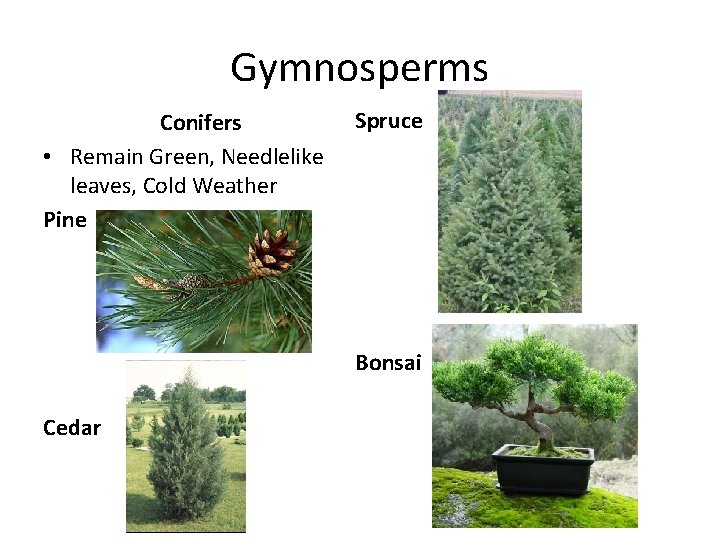 Gymnosperms Conifers • Remain Green, Needlelike leaves, Cold Weather Pine Spruce Bonsai Cedar 