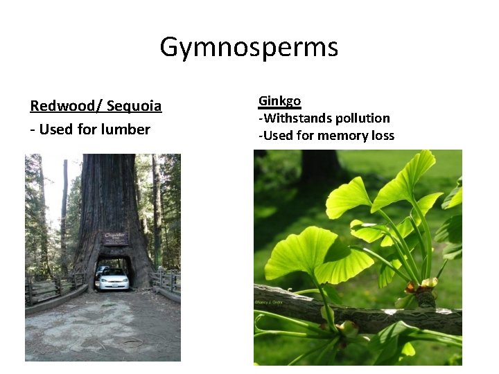 Gymnosperms Redwood/ Sequoia - Used for lumber Ginkgo -Withstands pollution -Used for memory loss