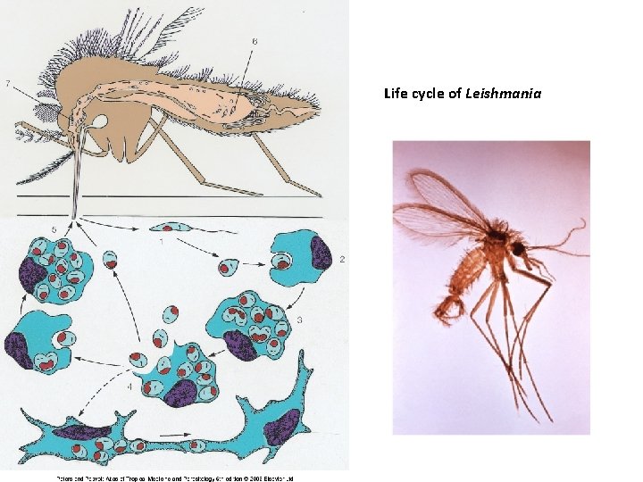 Life cycle of Leishmania 