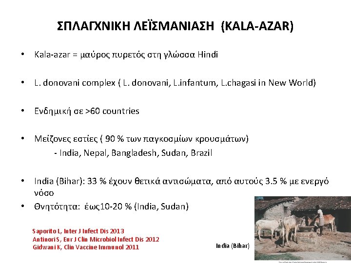 ΣΠΛΑΓΧΝΙΚΗ ΛΕΪΣΜΑΝΙΑΣΗ (KALA-AZAR) • Kala-azar = μαύρος πυρετός στη γλώσσα Hindi • L. donovani