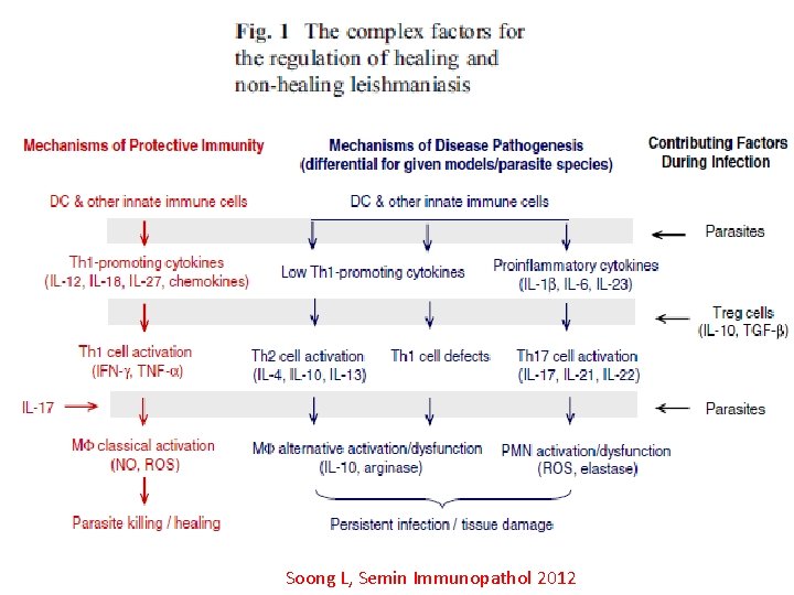 Soong L, Semin Immunopathol 2012 