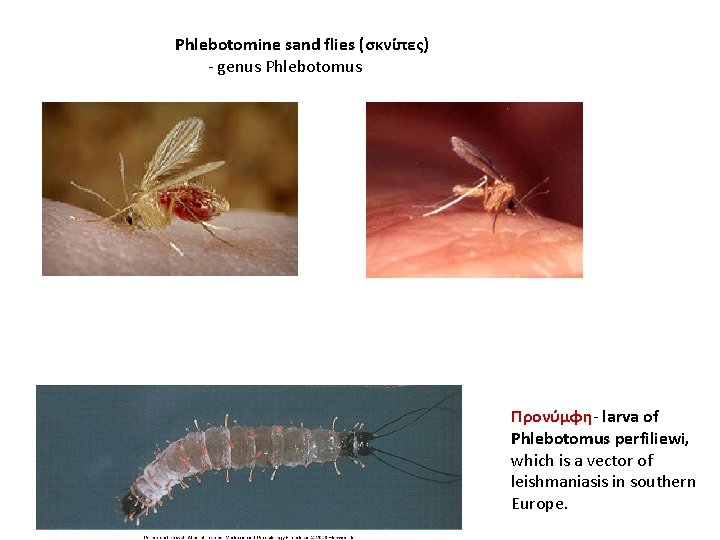 Phlebotomine sand flies (σκνίπες) - genus Phlebotomus Προνύμφη- larva of Phlebotomus perfiliewi, which is