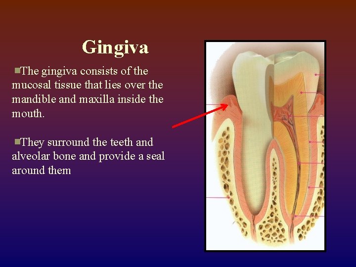 Gingiva The gingiva consists of the mucosal tissue that lies over the mandible and