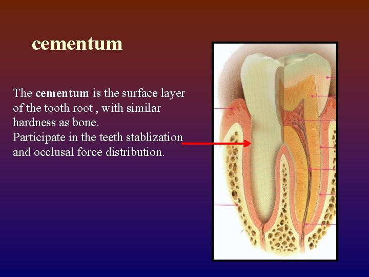 cementum The cementum is the surface layer of the tooth root , with similar