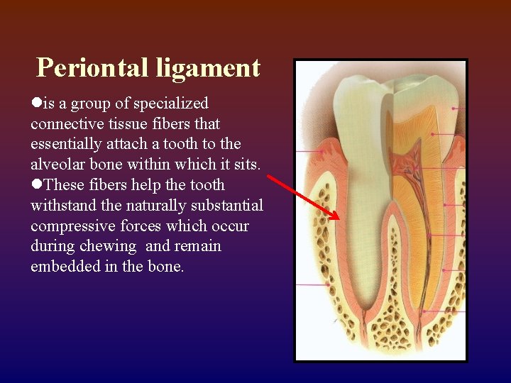 Periontal ligament lis a group of specialized connective tissue fibers that essentially attach a