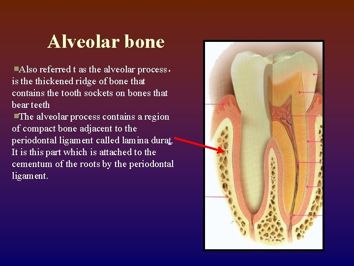 Alveolar bone Also referred t as the alveolar process， is the thickened ridge of