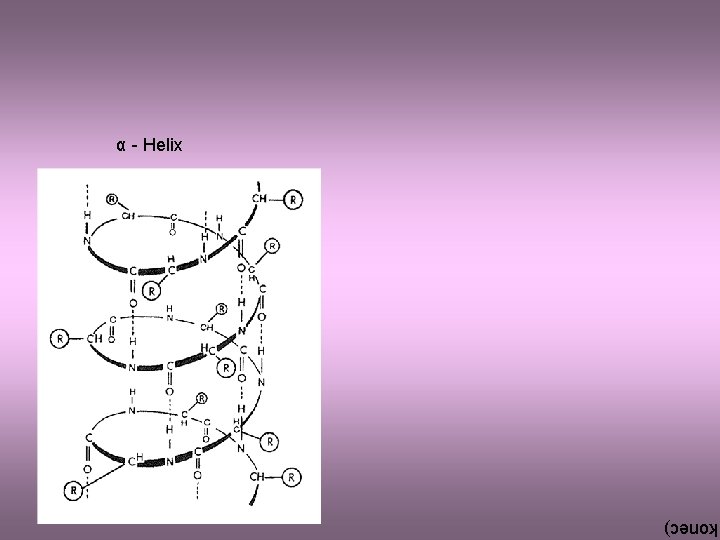 α - Helix konec) 