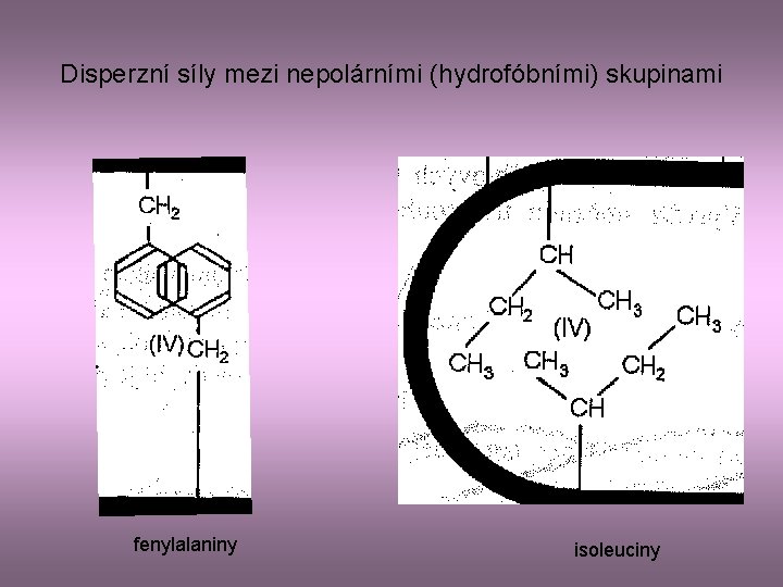 Disperzní síly mezi nepolárními (hydrofóbními) skupinami fenylalaniny isoleuciny 
