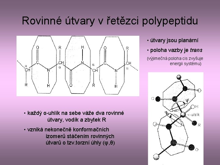 Rovinné útvary v řetězci polypeptidu • útvary jsou planární • poloha vazby je trans